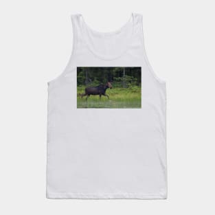 Moose on the loose, Algonquin Park, Canada Tank Top